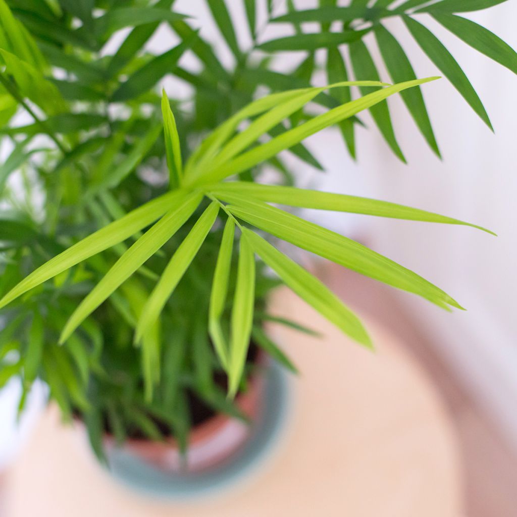 Chamaedorea elegans - Palmier nain d'appartement