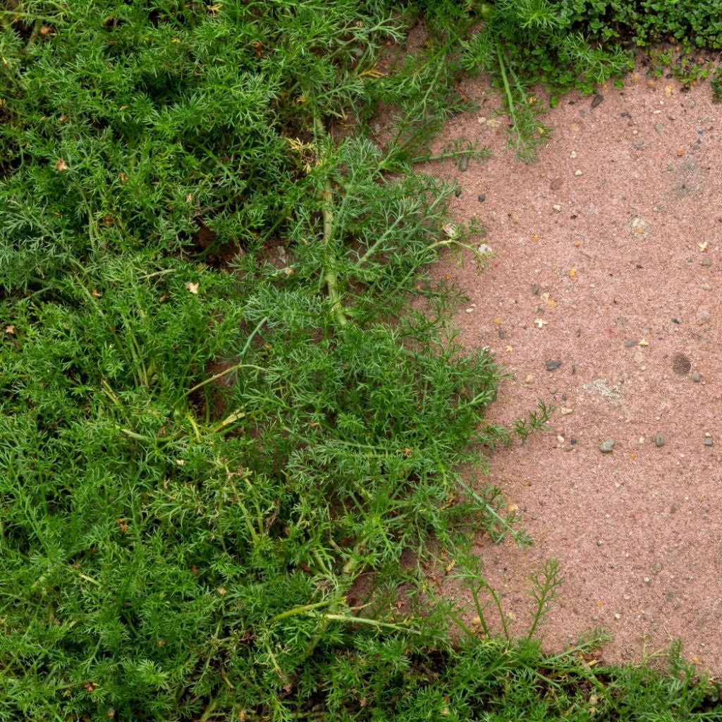 Camomille Romaine - Chamaemelum nobile Treneague