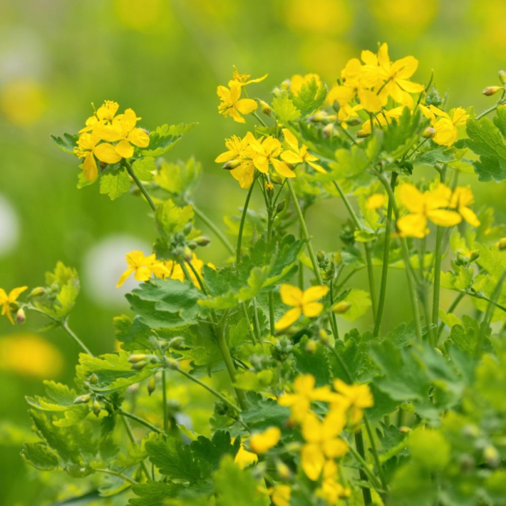 Chelidoine BIO - herbe aux verrues