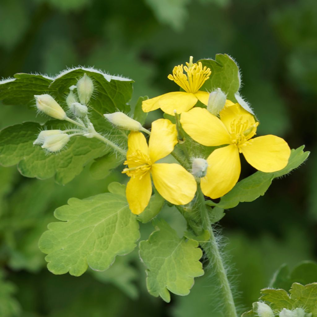Chelidoine BIO - herbe aux verrues