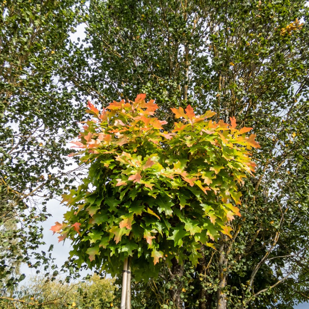 Chêne des marais - Quercus palustris Green Dwarf