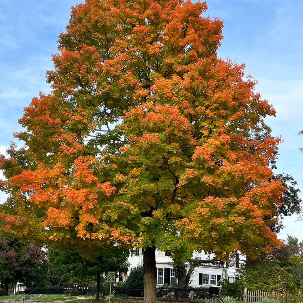 Chêne des marais - Quercus palustris
