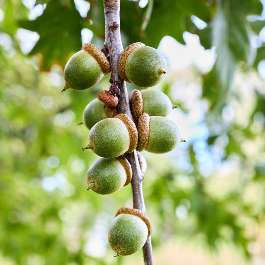 Chêne des marais - Quercus palustris
