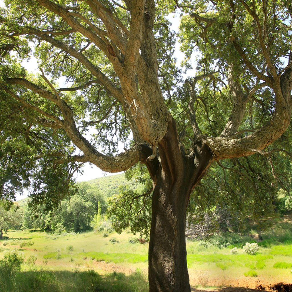 Chêne liège - Quercus suber