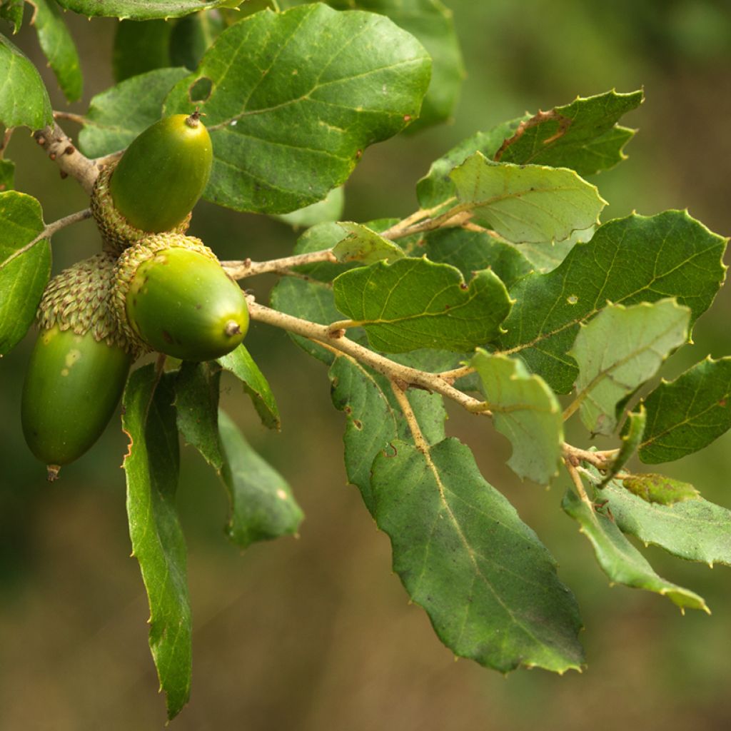 Chêne liège - Quercus suber