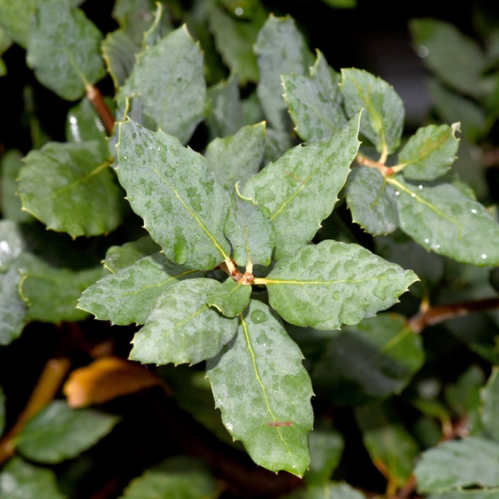 Chêne liège - Quercus suber