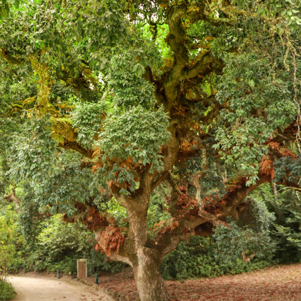 Chêne liège - Quercus suber