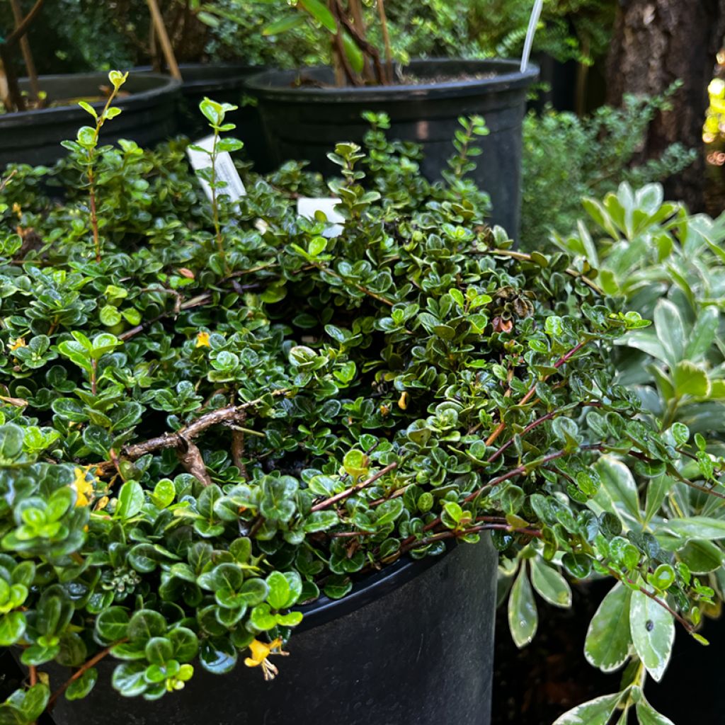 Chèvrefeuille rampant - Lonicera crassifolia