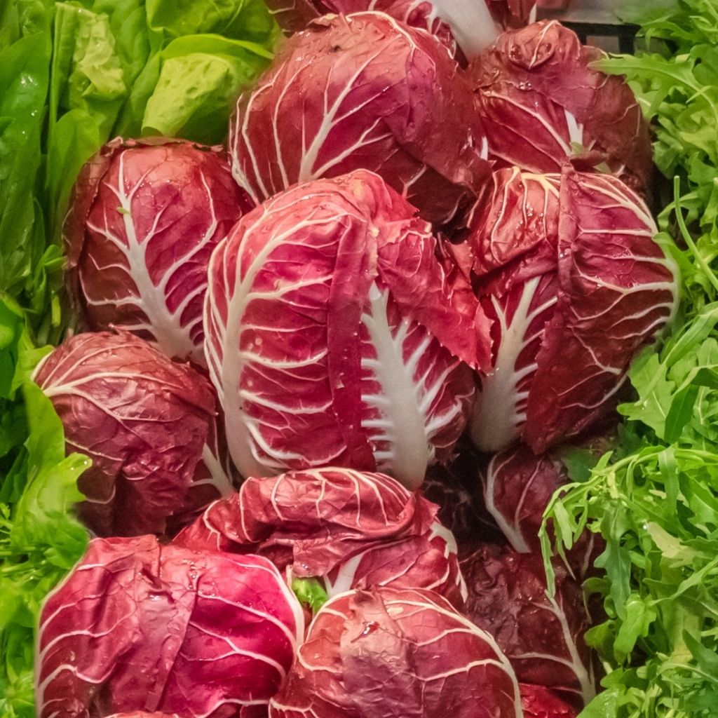 Chicorée sauvage Rouge de Vérone - Cichorium intybus