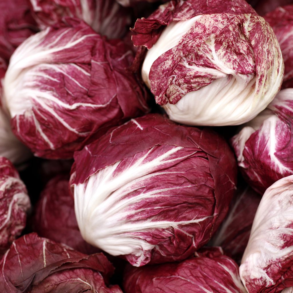 Chicorée à larges feuilles Palla Rossa - Vilmorin