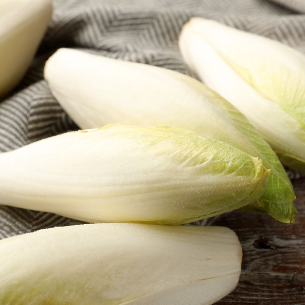 Chicorée Witloof (Endive) Flash F1 - Cichorium intybus foliosum