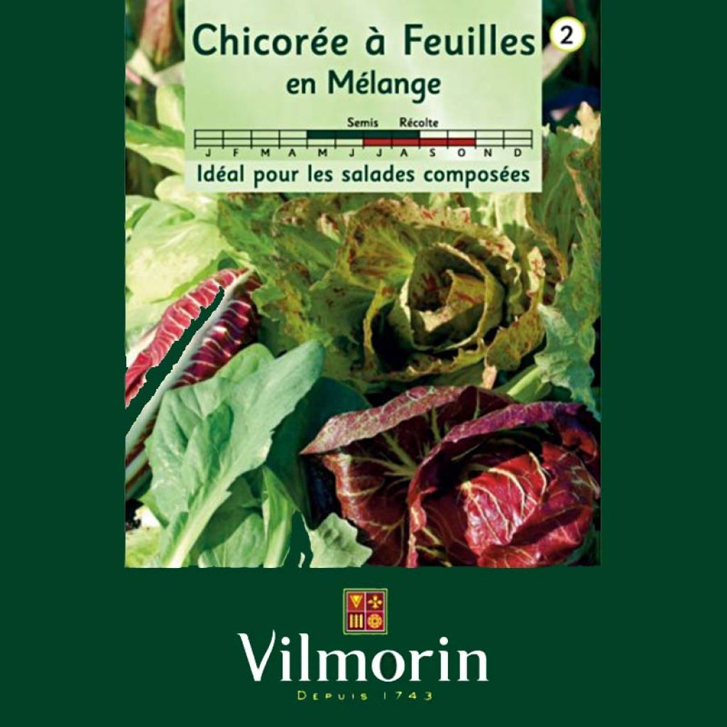 Chicorée à larges feuilles en mélange - Vilmorin