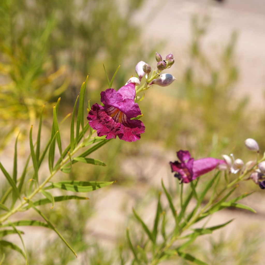 Chilopsis linearis Burgundy
