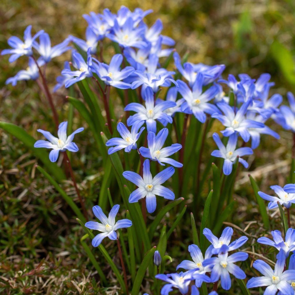 Chionodoxa luciliae - Gloire des Neiges