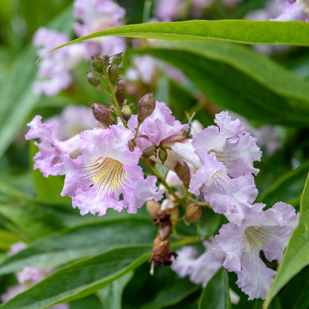 Chitalpa de Taschkent - Chitalpa tashkentensis Pink Dawn