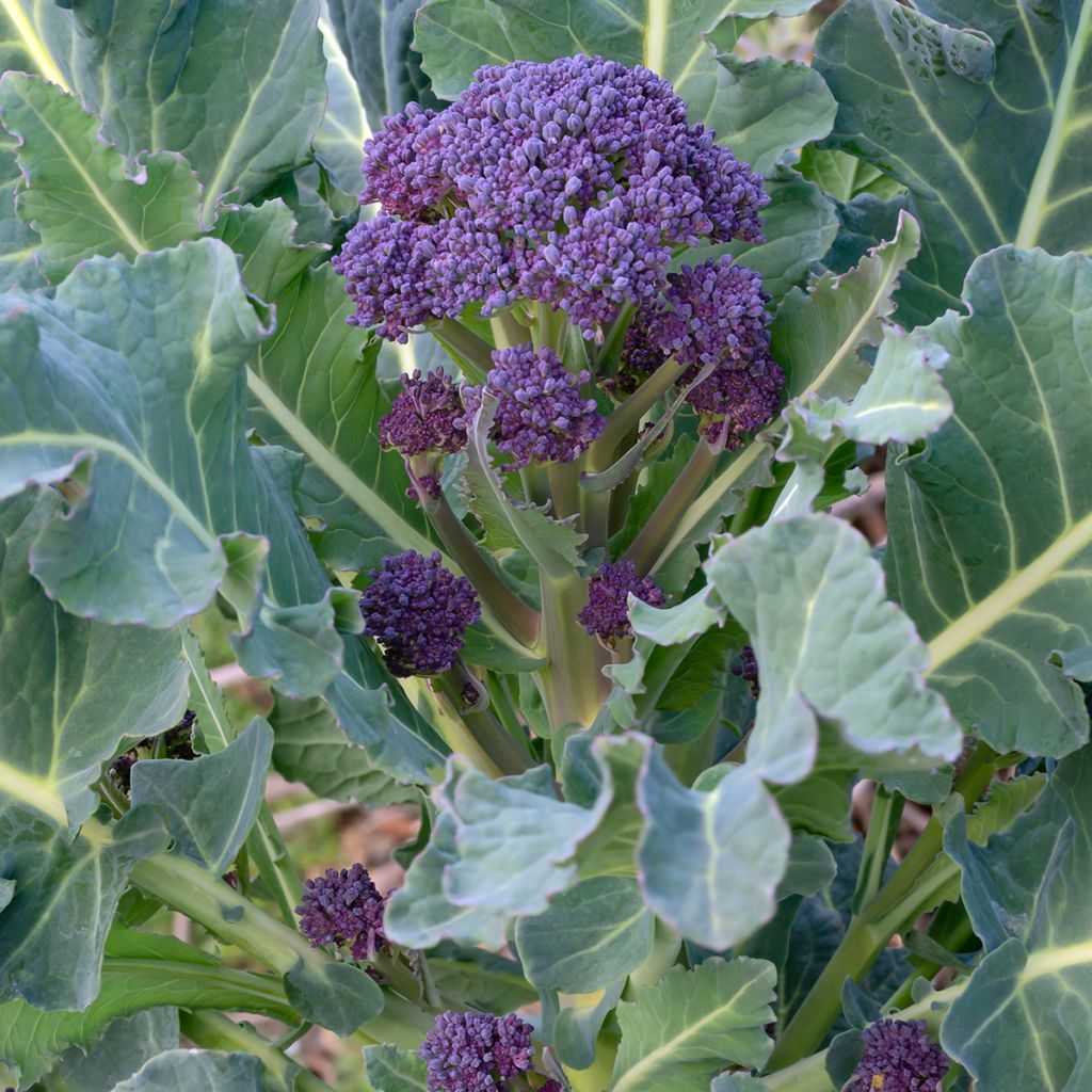 Chou Brocoli Early Purple Sprouting