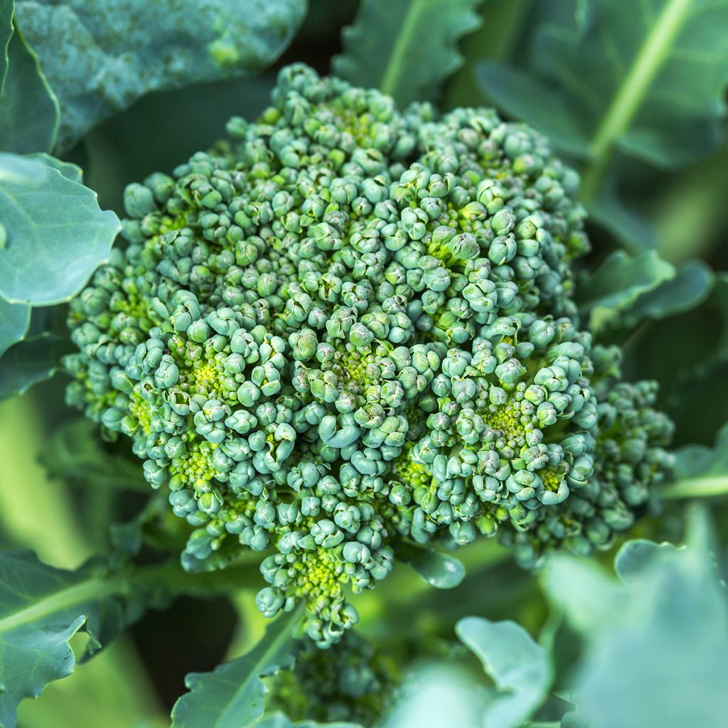 Chou Brocoli Ramoso Calabrese Bio