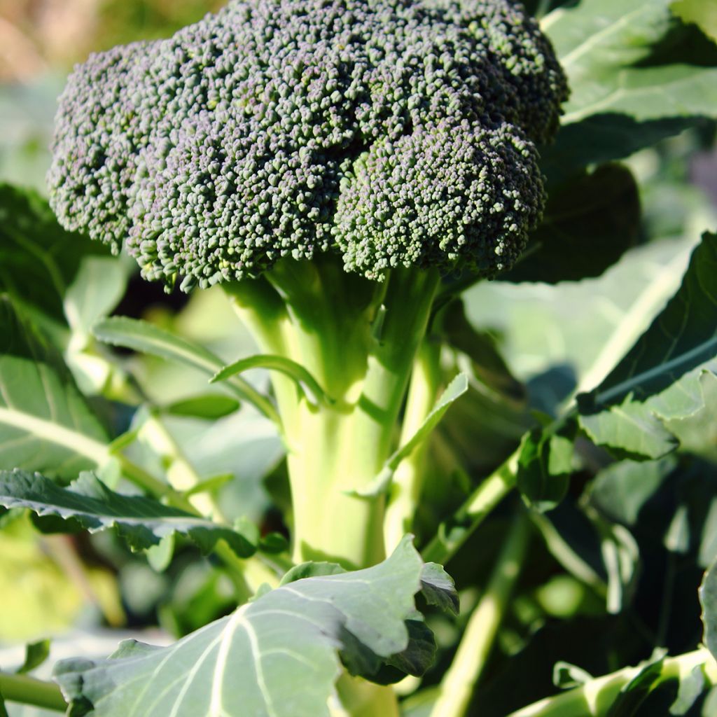 Chou Brocoli Ramoso Calabrese Bio