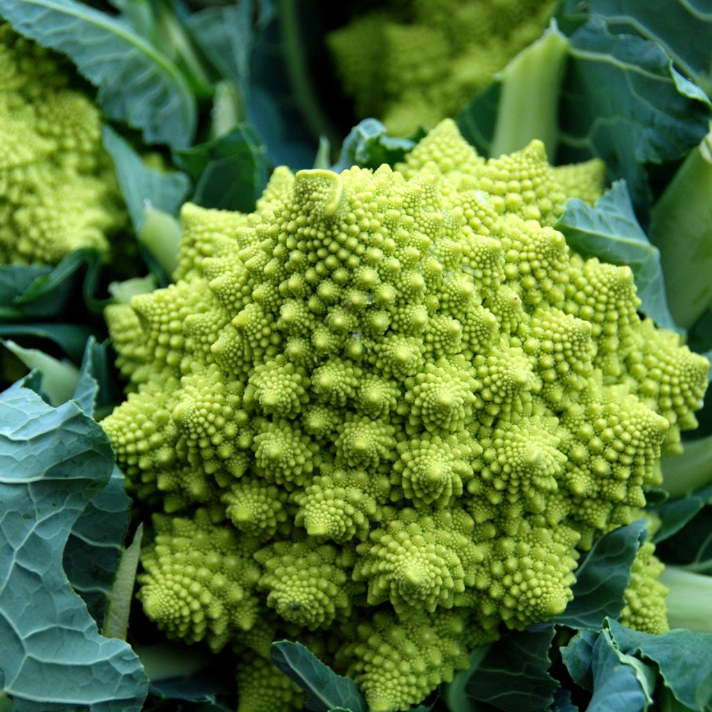 Chou Brocoli Romanesco Bio - Ferme de Sainte Marthe