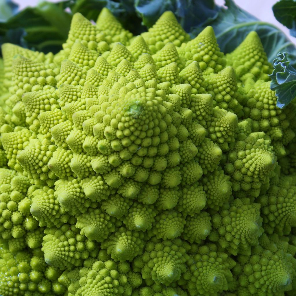 Chou Brocoli Romanesco