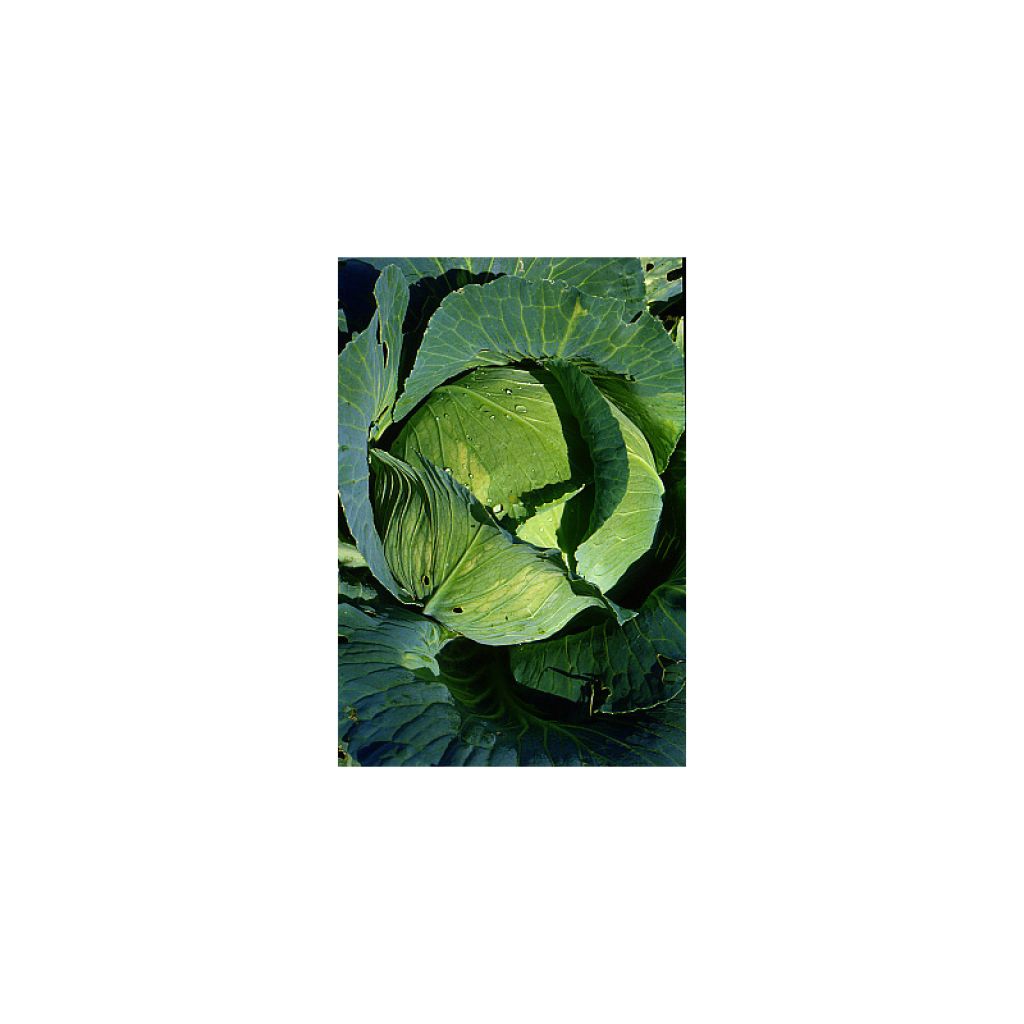 Chou Cabus Quintal d'Alsace