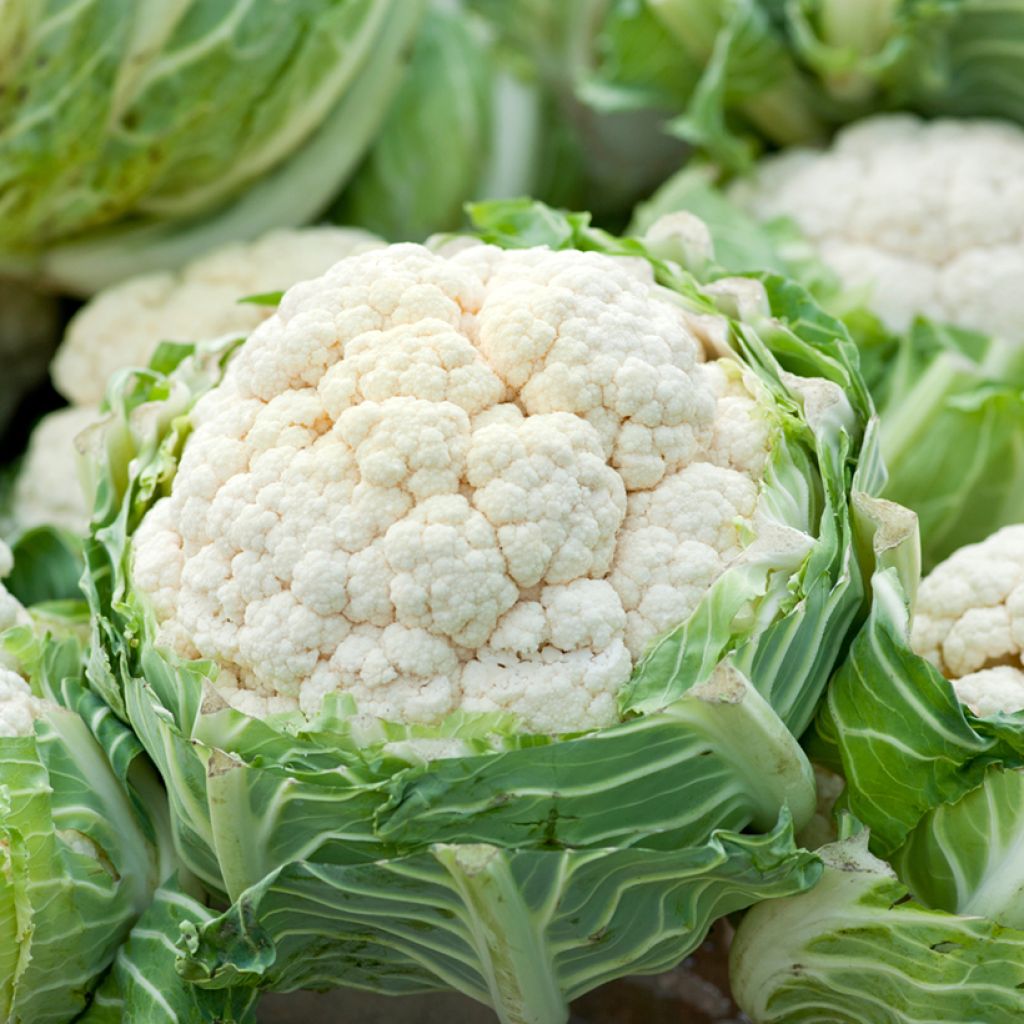 Chou-Fleur Extra-Hâtif d'Angers NT - Ferme de Sainte Marthe