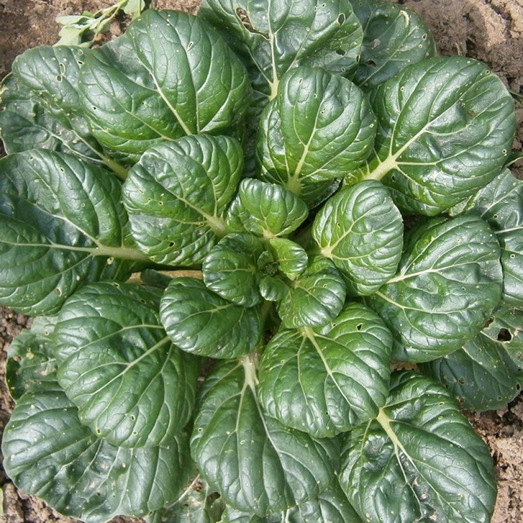 Chou de Chine Tatsoi (Tah Tsai) BIO