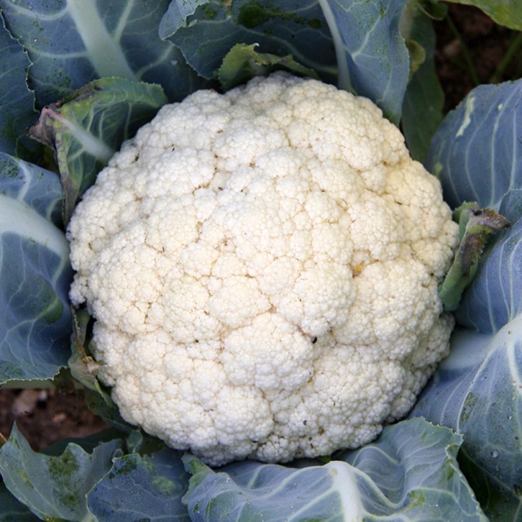 Chou fleur Flora Blanca BIO