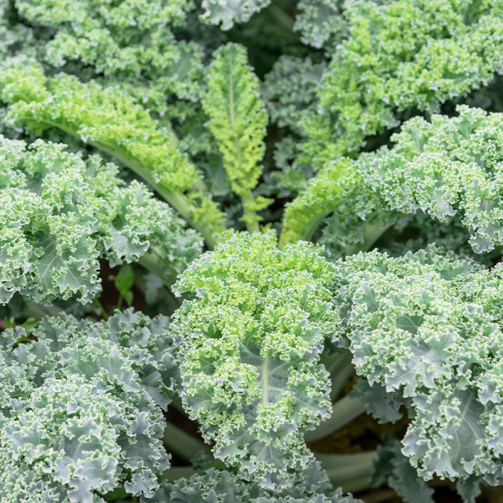 Chou frisé Winterbor en plant - Chou kale