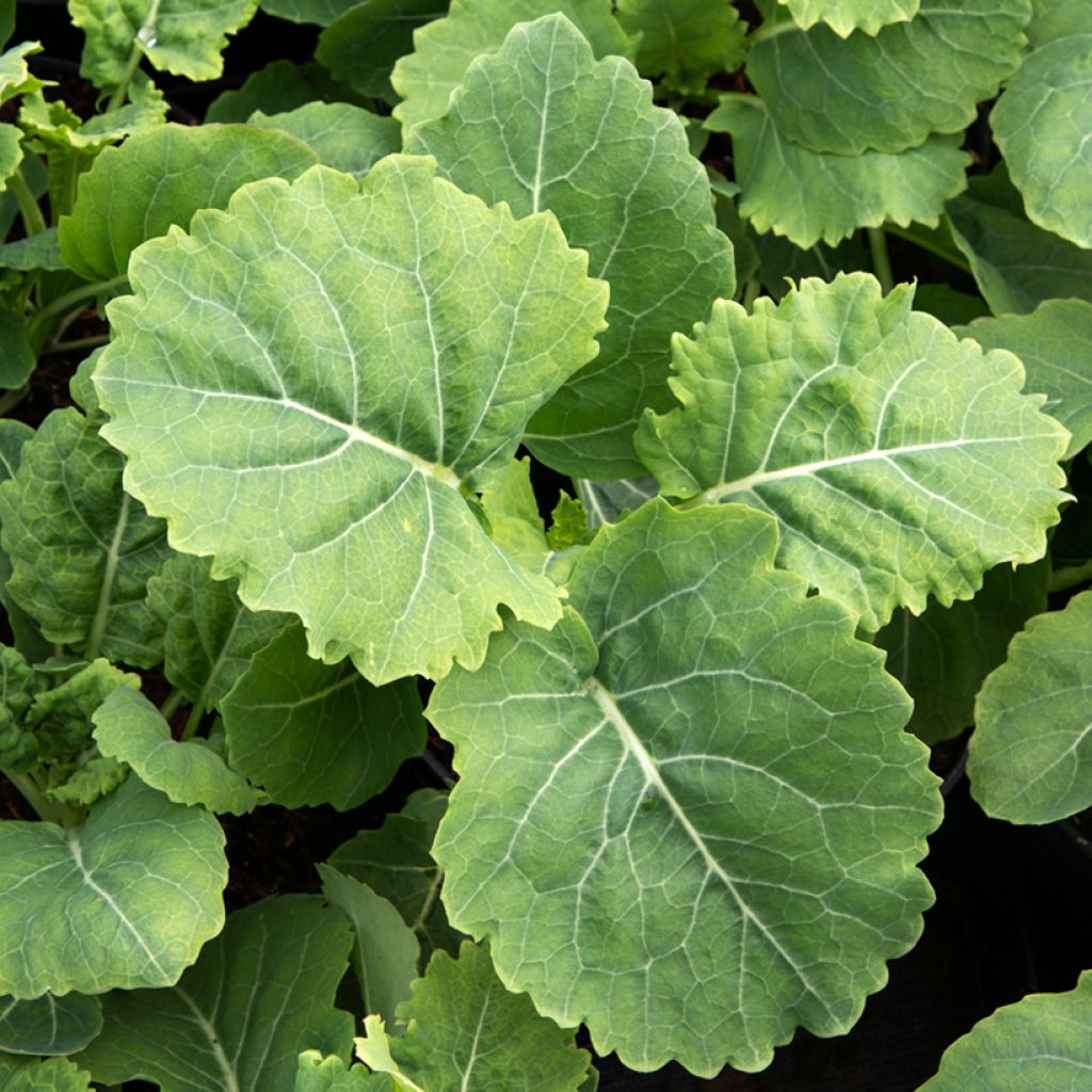 Chou perpétuel Daubenton's Green en plant - Brassica oleracea ramosa