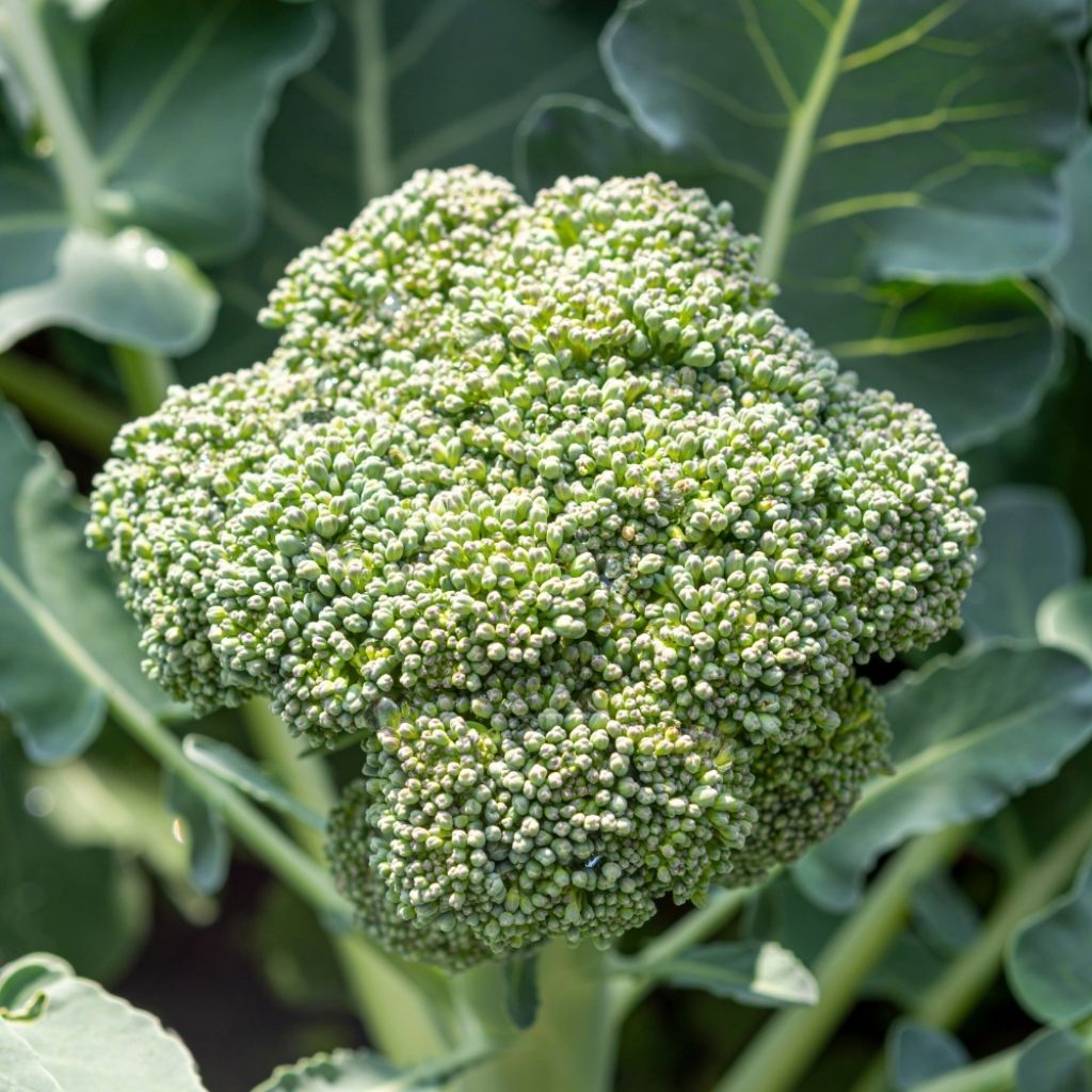 Chou Brocoli Ramoso Calabrese Bio