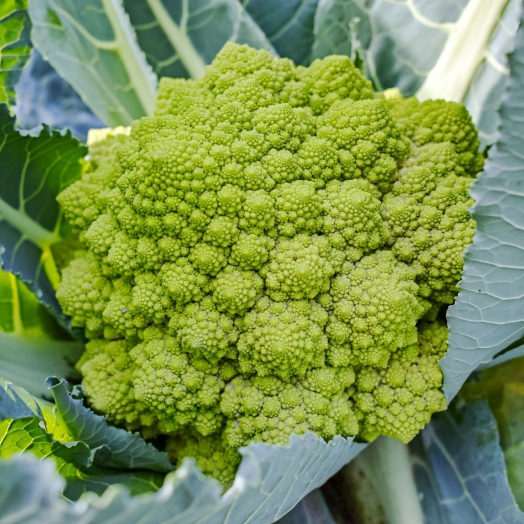 Chou Brocoli Romanesco précoce - Vilmorin
