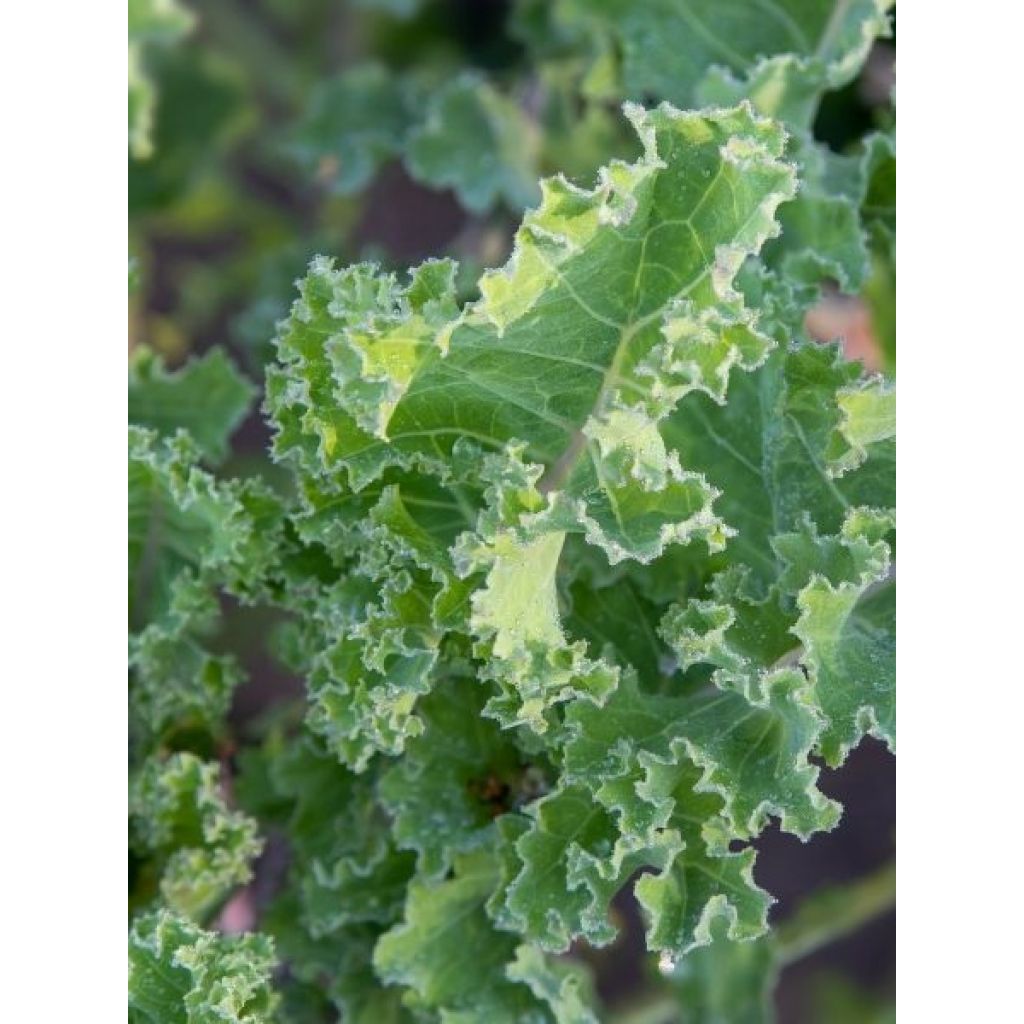 Chou perpétuel Daubenton en plant - Brassica oleracea ramosa 