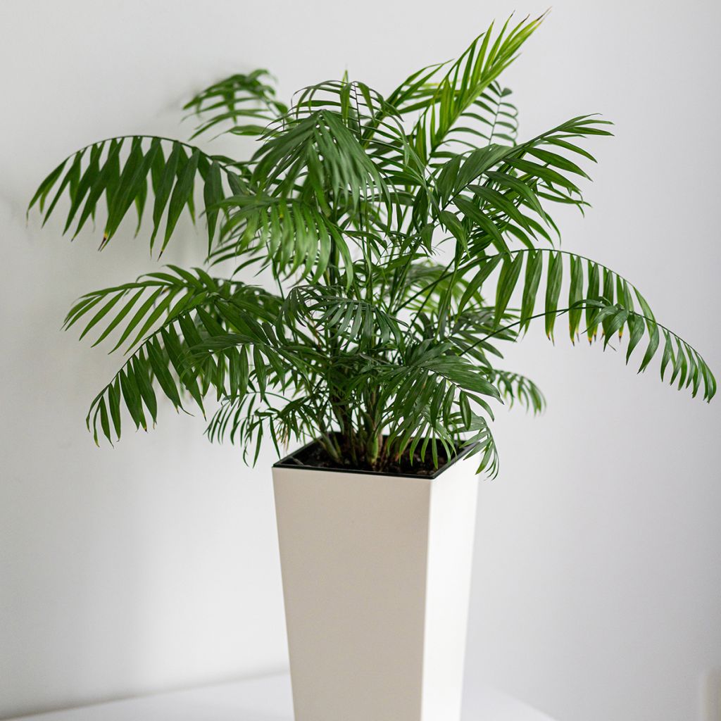 Chrysalidocarpus lutescens - Aréca des fleuristes