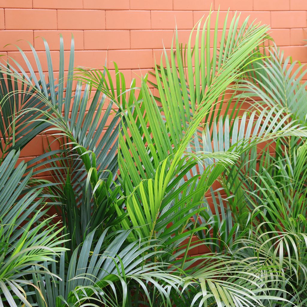 Chrysalidocarpus lutescens - Aréca des fleuristes