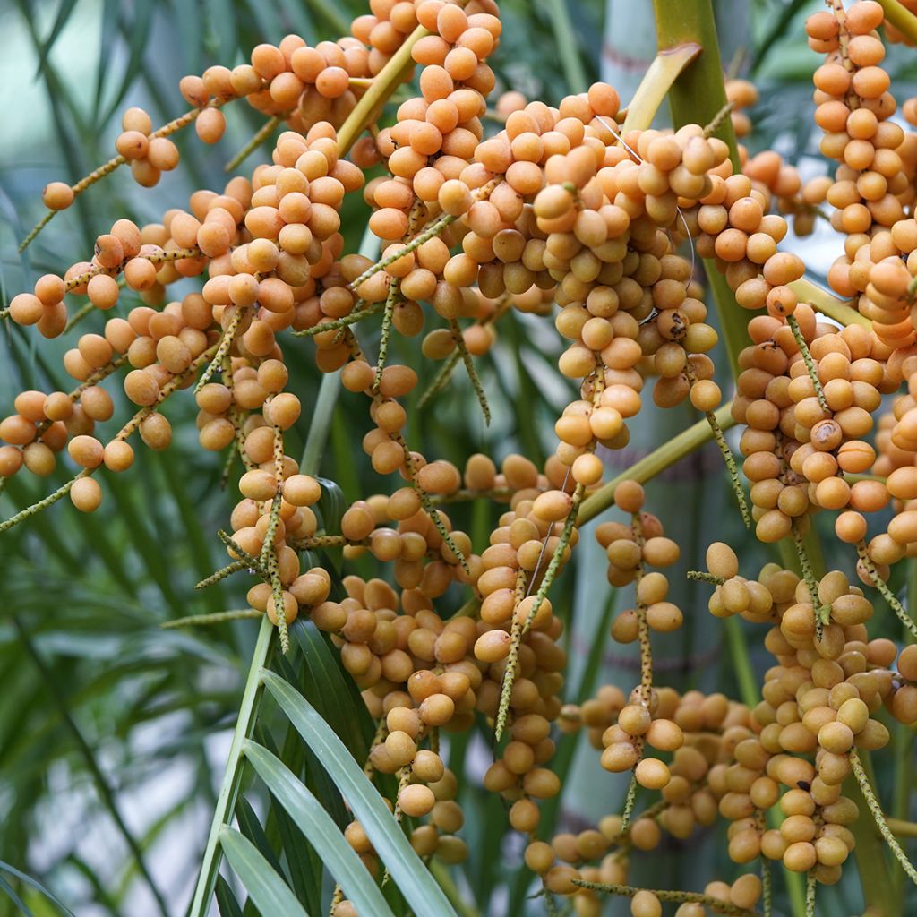 Chrysalidocarpus lutescens - Aréca des fleuristes