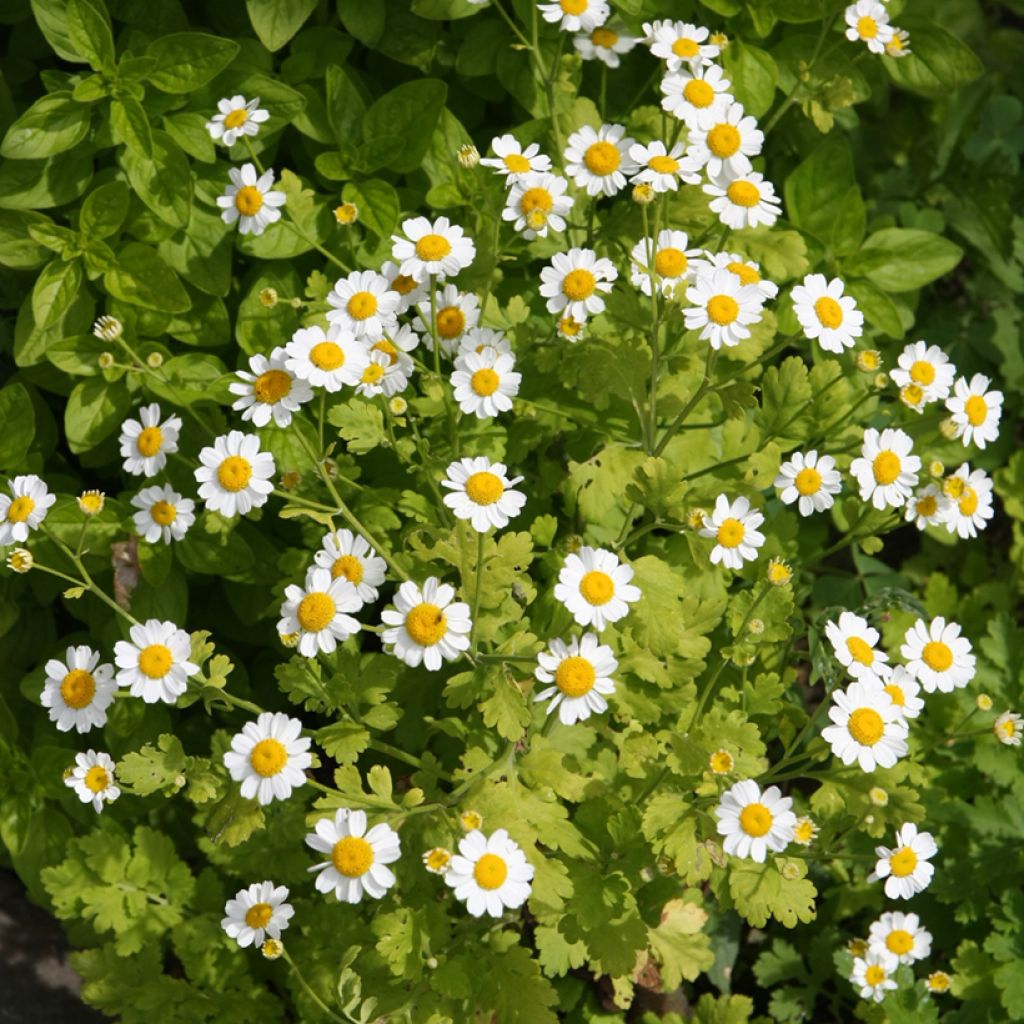 Chrysanthemum parthenium Aureum - Marguerite