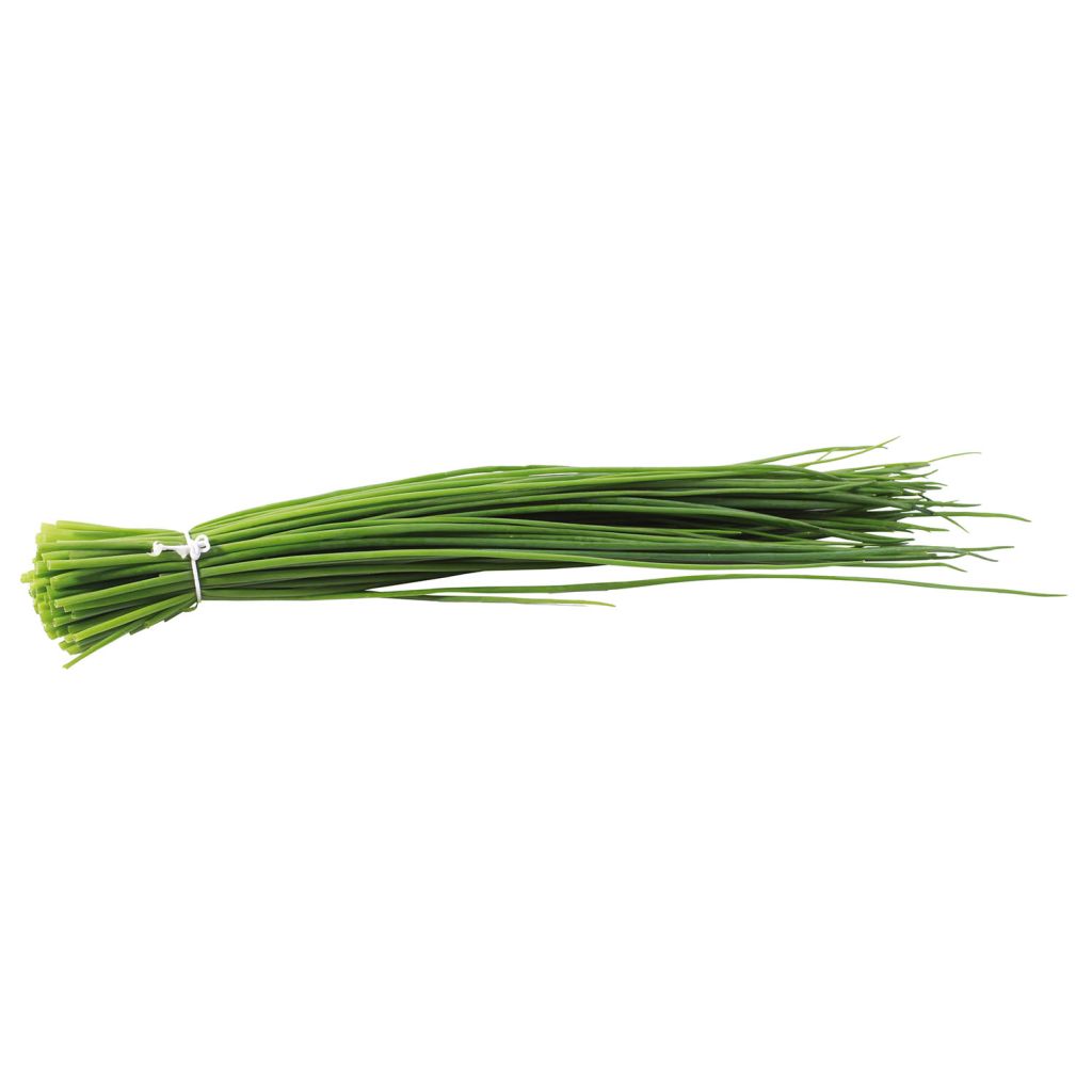 Ciboulette Polyvit F1 BIO en plants - Allium schoenoprasum