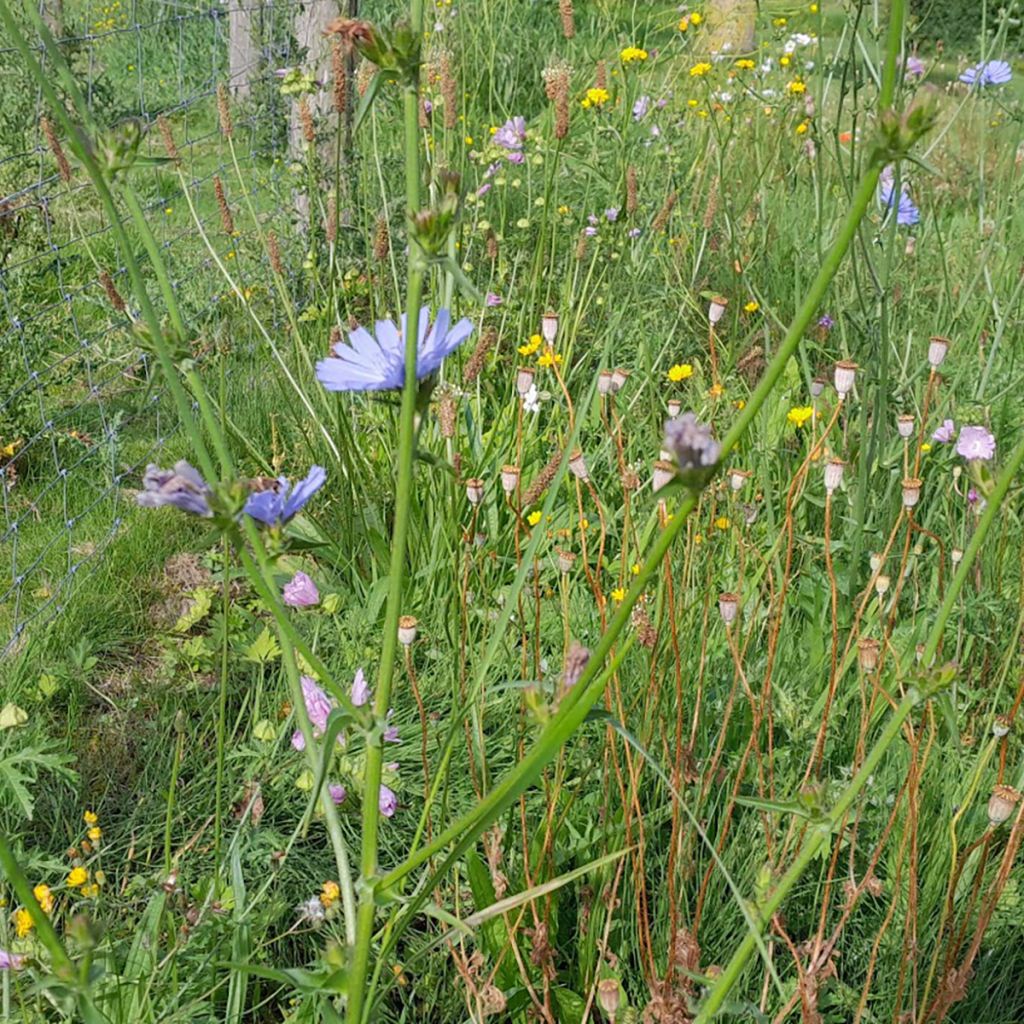 Cichorium intybus - Chicorée sauvage