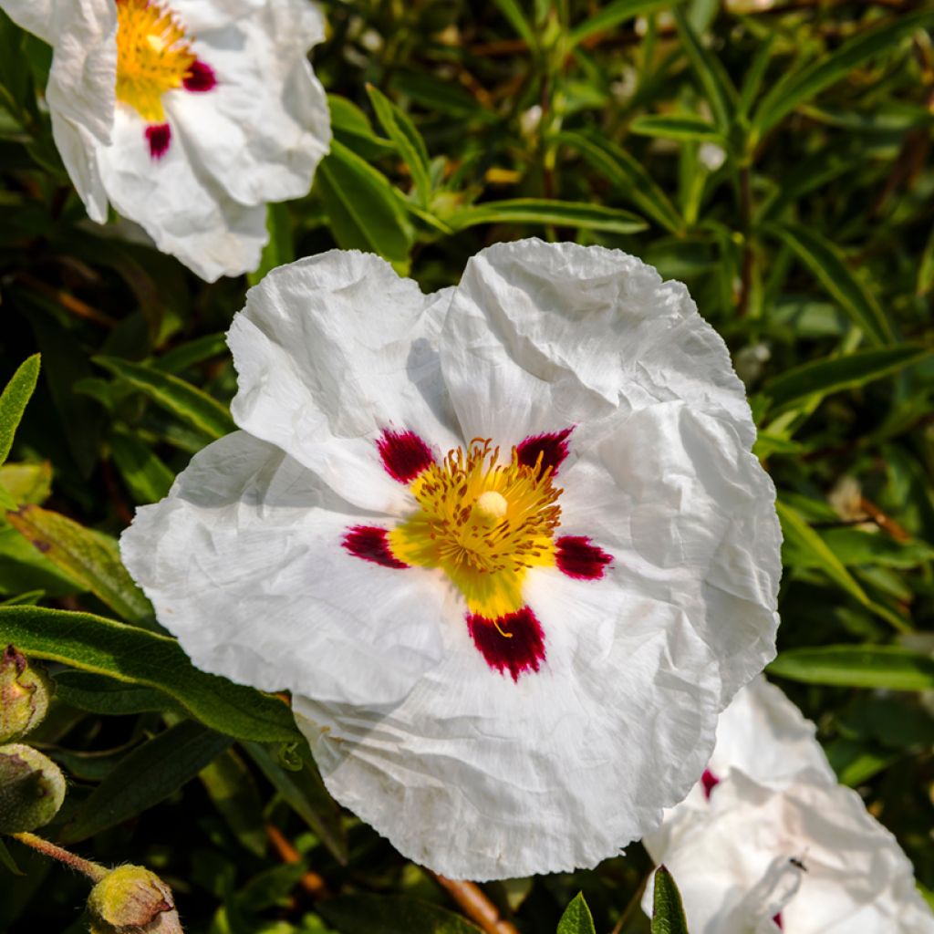 Ciste du Portugal - Cistus x lusitanicus Decumbens