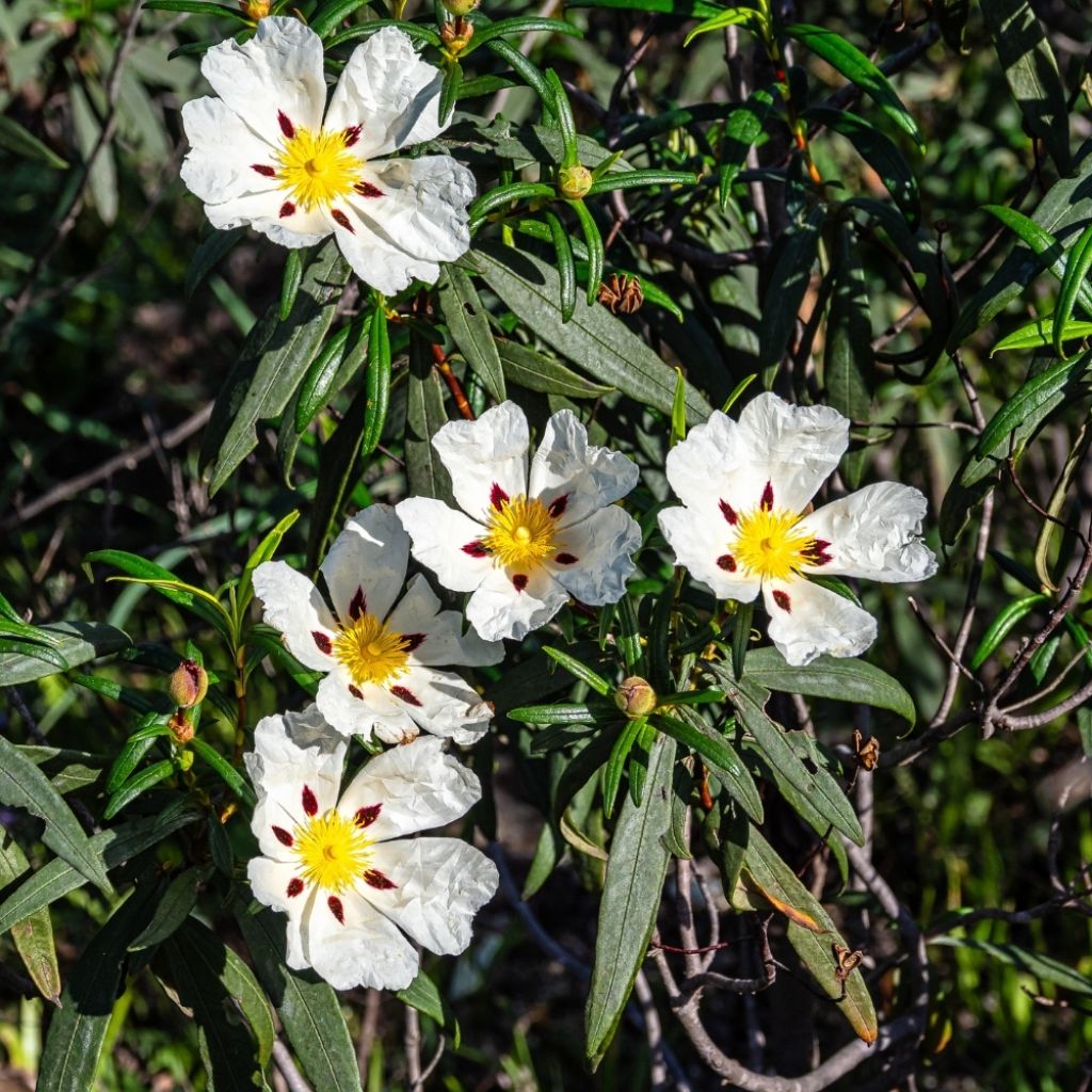 Cistus aguilarii Maculatus - Ciste hybride