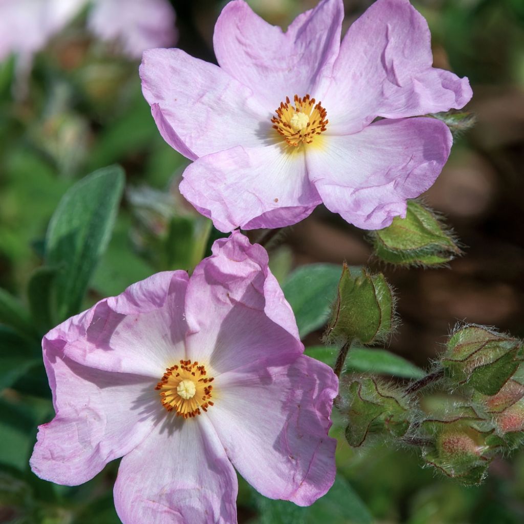 Ciste Silver Pink - Cistus argenteus