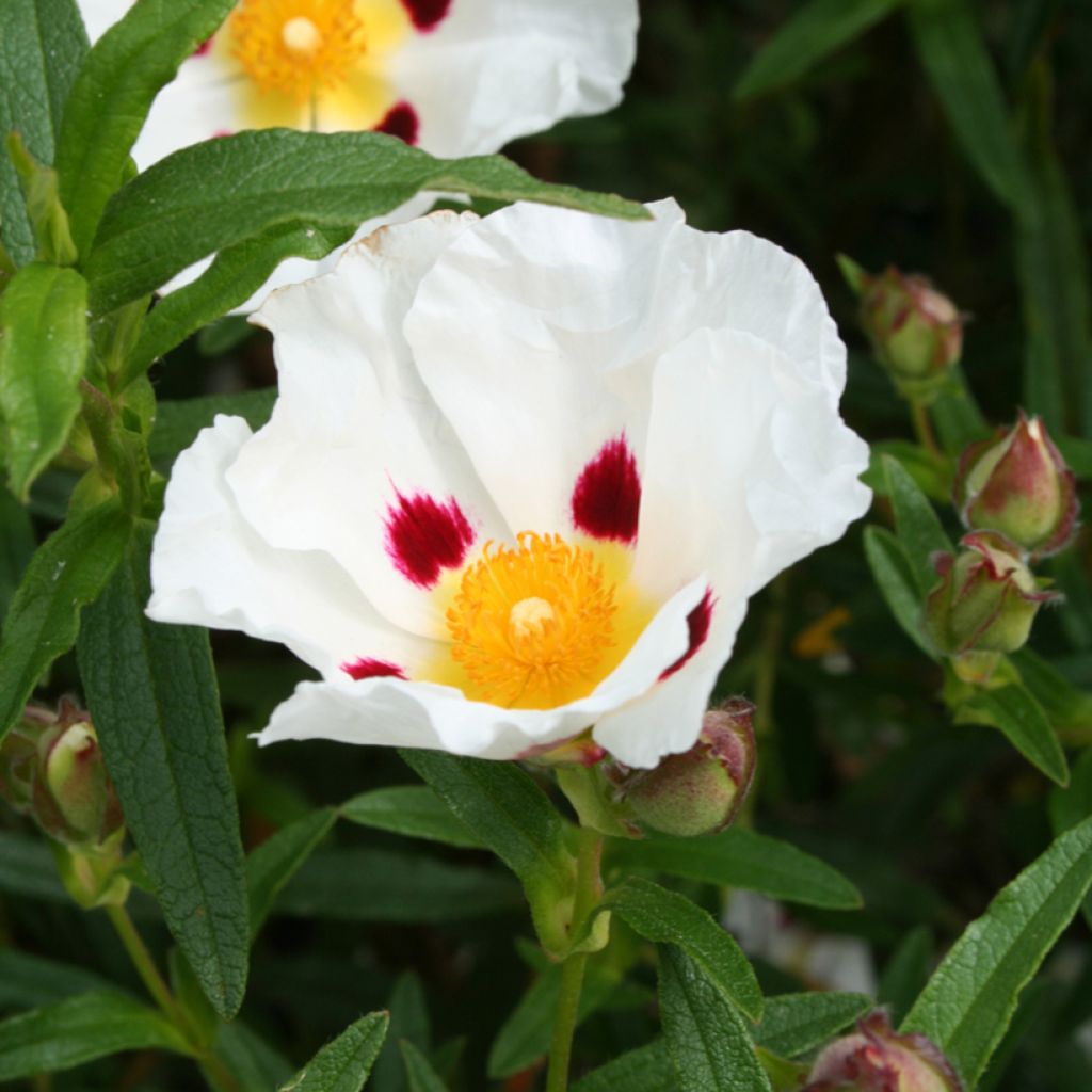 Cistus x dansereaui Jenkyn Place - Ciste hybride