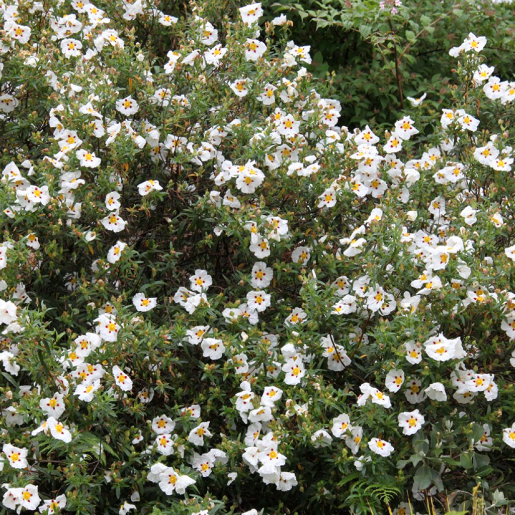 Cistus x dansereaui Jenkyn Place - Ciste hybride
