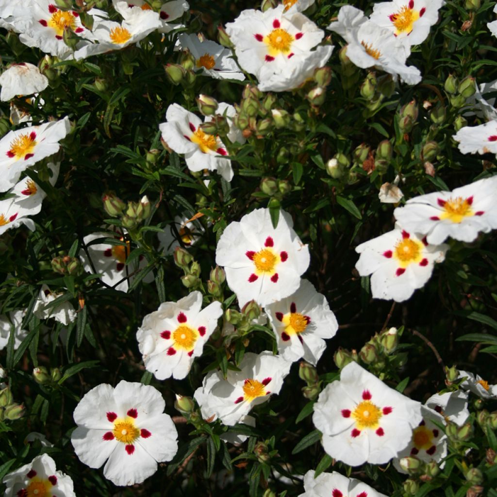 Cistus x dansereaui Jenkyn Place - Ciste hybride