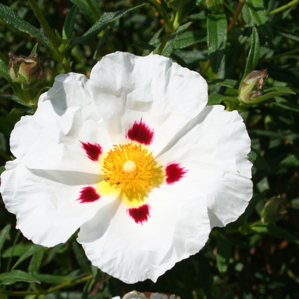 Cistus x dansereaui Jenkyn Place - Ciste hybride