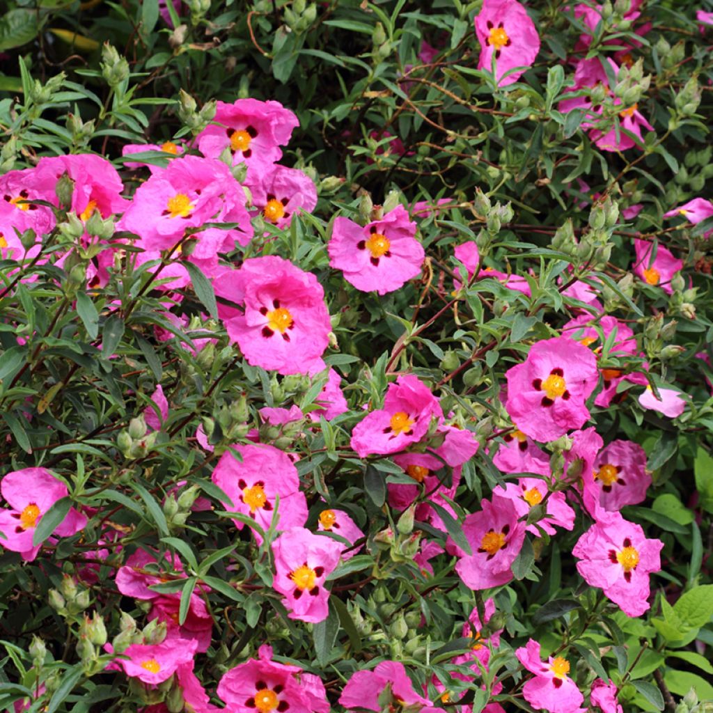 Cistus purpureus - Ciste pourpre