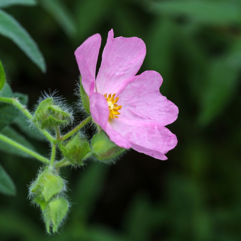 Cistus skanbergii - Ciste