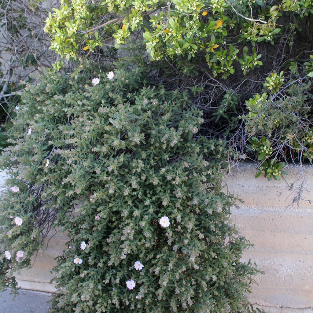 Cistus skanbergii - Ciste