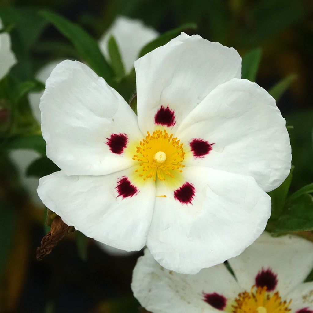 Cistus (x) loretii - Ciste à feuilles étroites